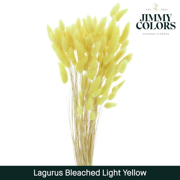 Lagurus bleached Light yellow