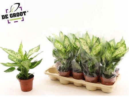 <h4>Dieff Compacta</h4>