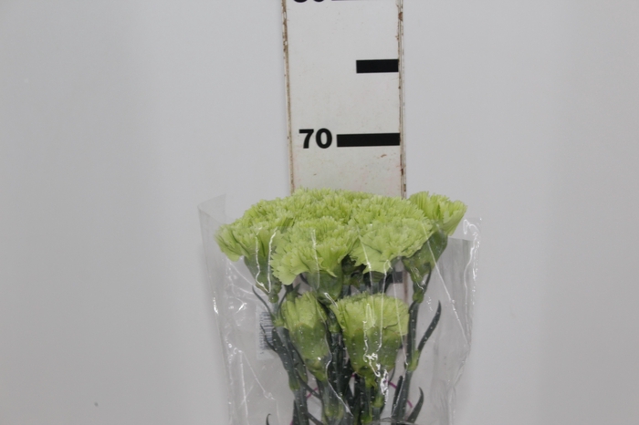 <h4>CRAVO GOBLIN 070 CM</h4>