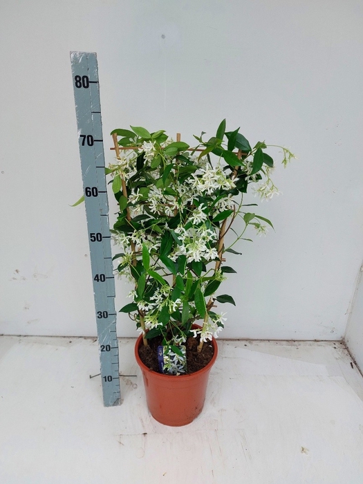 TRAC JASMINOIDES