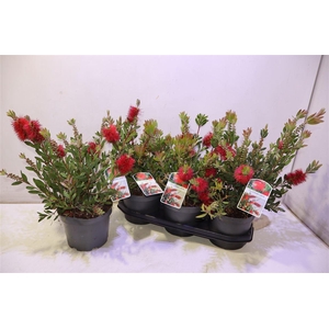 arr8 Callistemon Citrinus