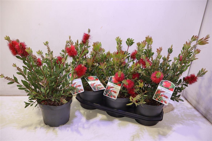 <h4>arr8 Callistemon Citrinus</h4>