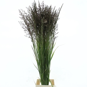 Calamagrostis Brachy