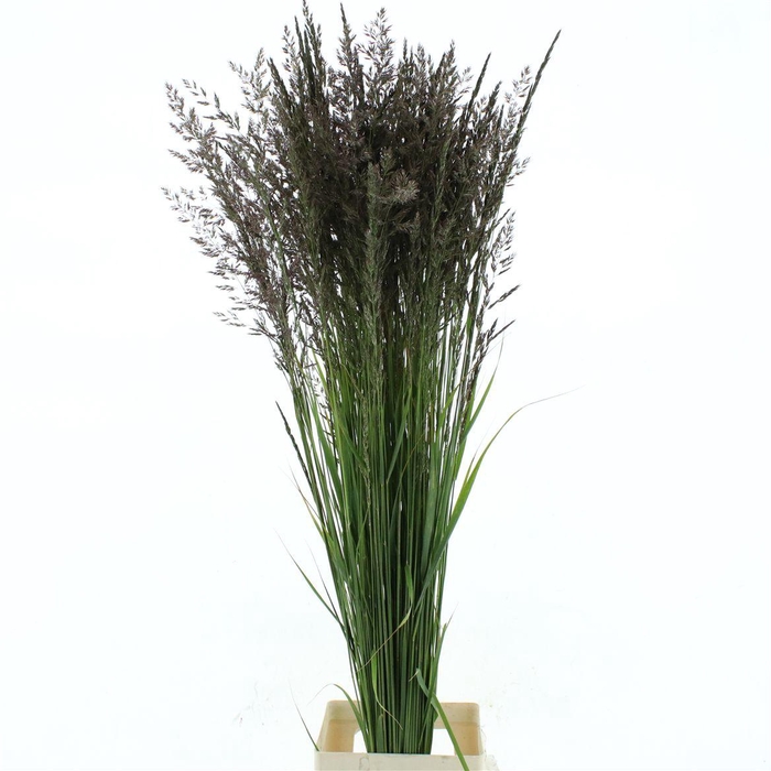 <h4>Calamagrostis Brachy</h4>