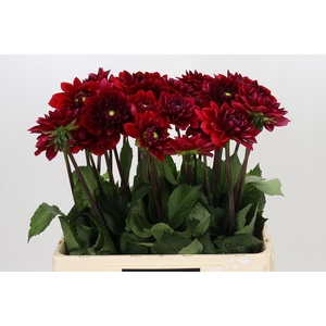 Dahlia Red Runner