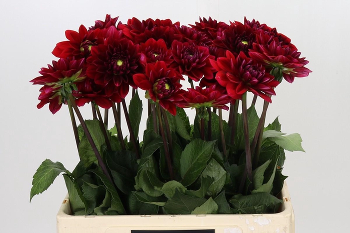<h4>Dahlia Red Runner</h4>