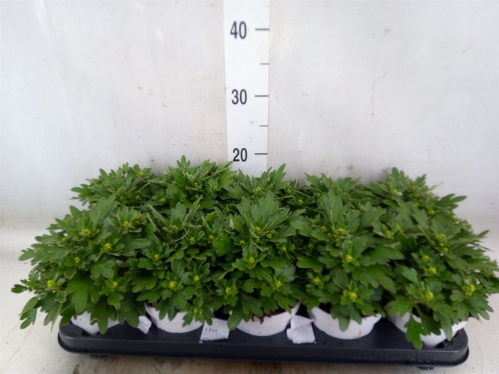 <h4>Ajania pacifica 'Pacific White'</h4>
