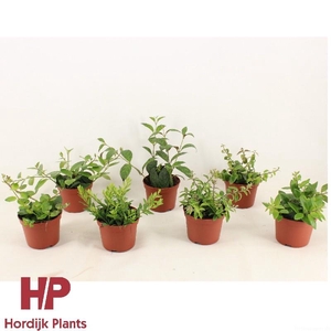 Aeschynanthus Overig