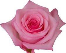 <h4>R GR JET SET</h4>