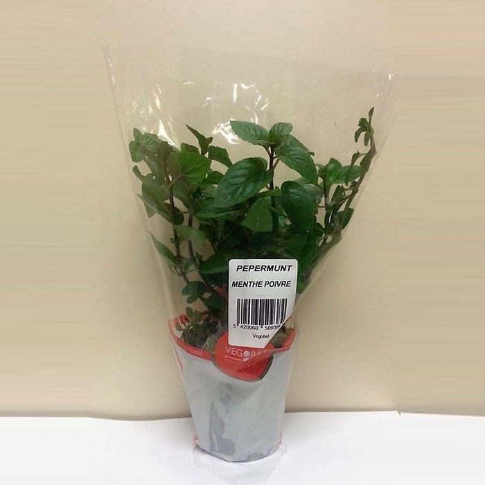 <h4>Munt Peper P9</h4>