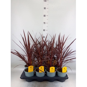 Cordyline austr. 'Red Star'