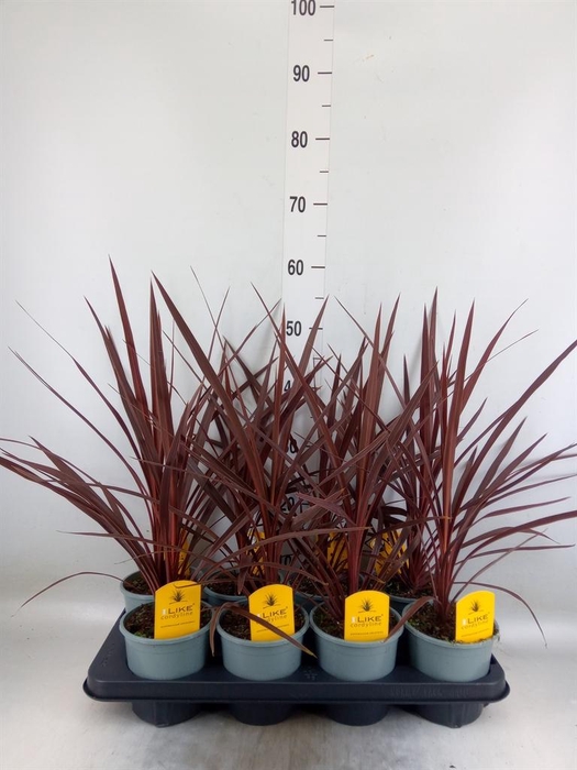 <h4>Cordyline austr. 'Red Star'</h4>