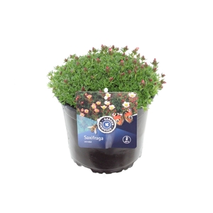 Saxifraga Alpino Early Picotee