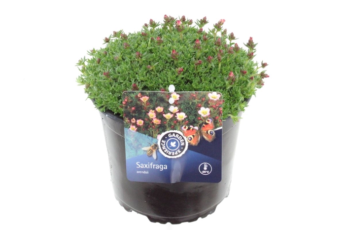 <h4>Saxifraga Alpino Early Picotee</h4>