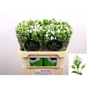 Phlox Icecap White