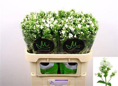 <h4>Phlox Icecap White</h4>
