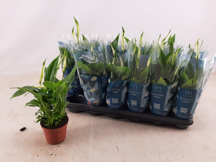 <h4>SPATH CHOPIN</h4>