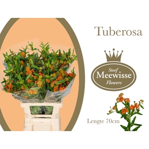 ASCL TUBEROSA