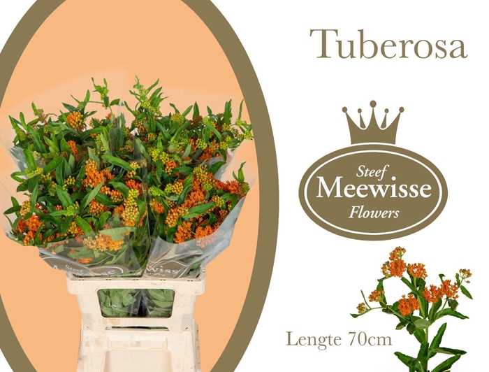 <h4>ASCL TUBEROSA</h4>