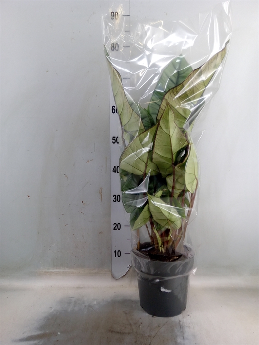 <h4>Alocasia  'Platinum'</h4>