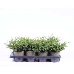 Juniperus communis Repanda