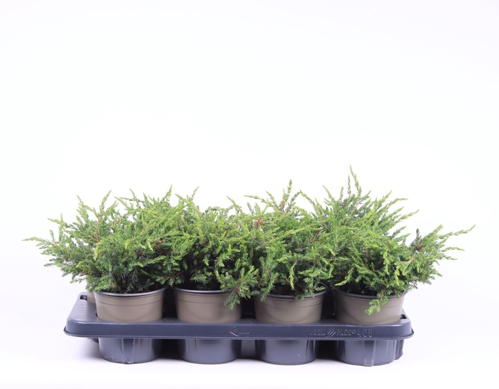 <h4>Juniperus communis Repanda</h4>