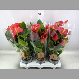 Anthurium  'Diamond Red'