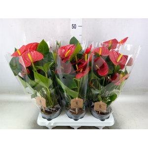 Anthurium  'Diamond Red'