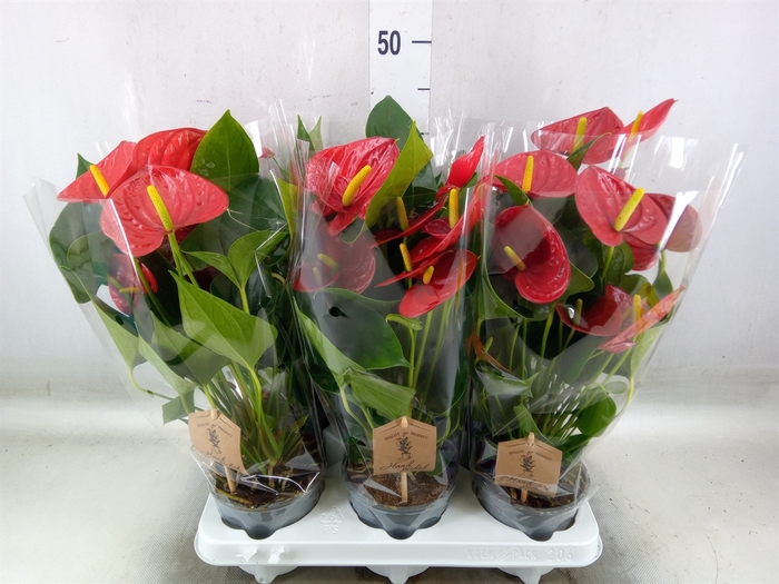 <h4>Anthurium  'Diamond Red'</h4>