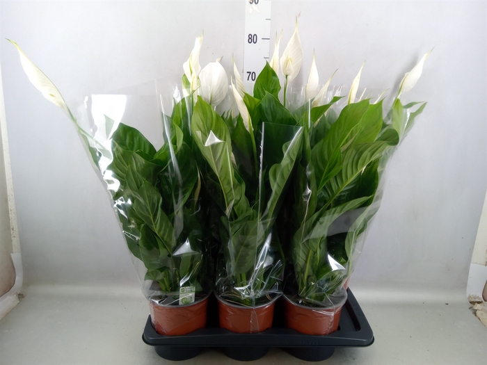 Spathiphyllum  'Bingo Cupido'