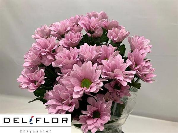 <h4>CHR T KATINKA</h4>