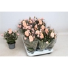Ro Rosaroma Pink