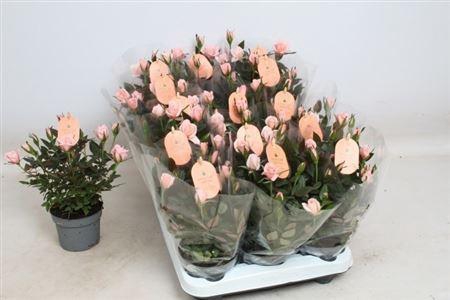 Ro Rosaroma Pink