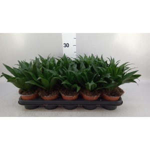 Dracaena frag. 'Compacta'
