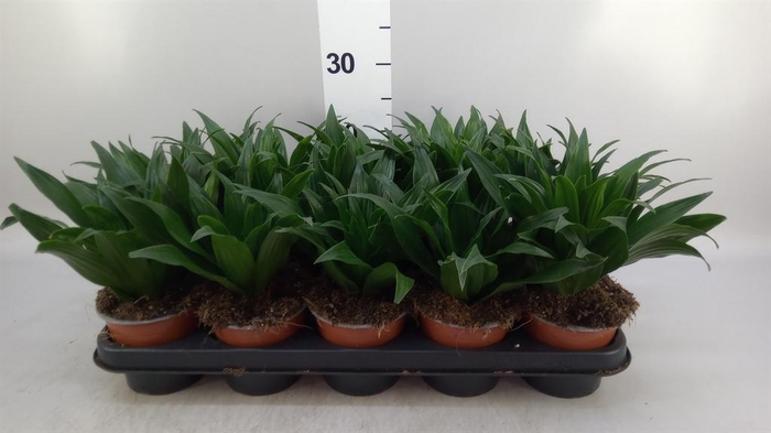 <h4>Dracaena frag. 'Compacta'</h4>