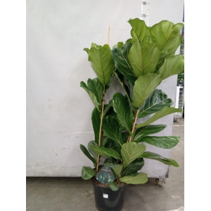 Ficus lyrata
