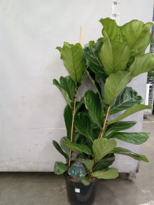 <h4>Ficus lyrata</h4>