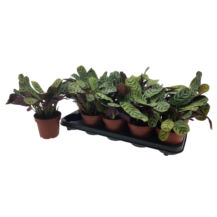 <h4>CTENANTHE BURLE-MARX</h4>