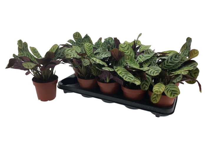 CTENANTHE BURLE-MARX