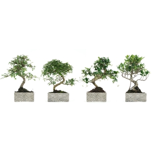 BONSAI GEM