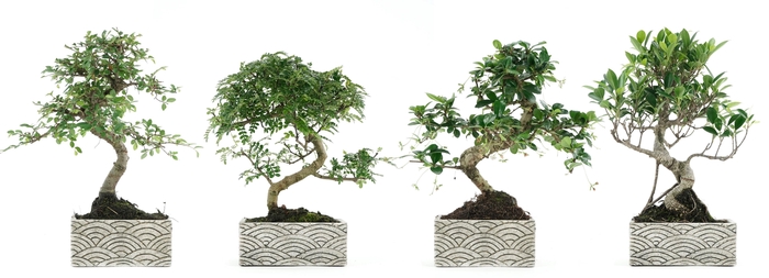 <h4>BONSAI GEM</h4>