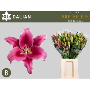 LI OT DALIAN