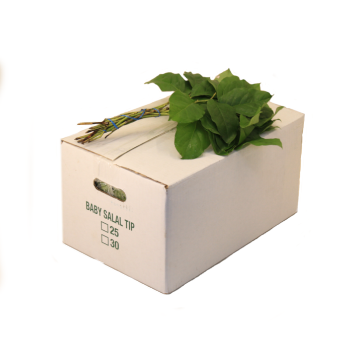 SALAL MINI TIPS AIR