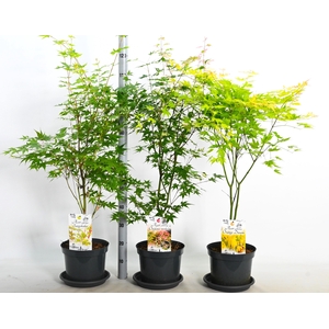 ACER OV