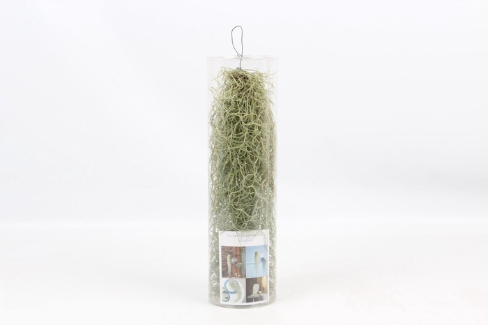 <h4>Tillandsia Usneoides Koker</h4>