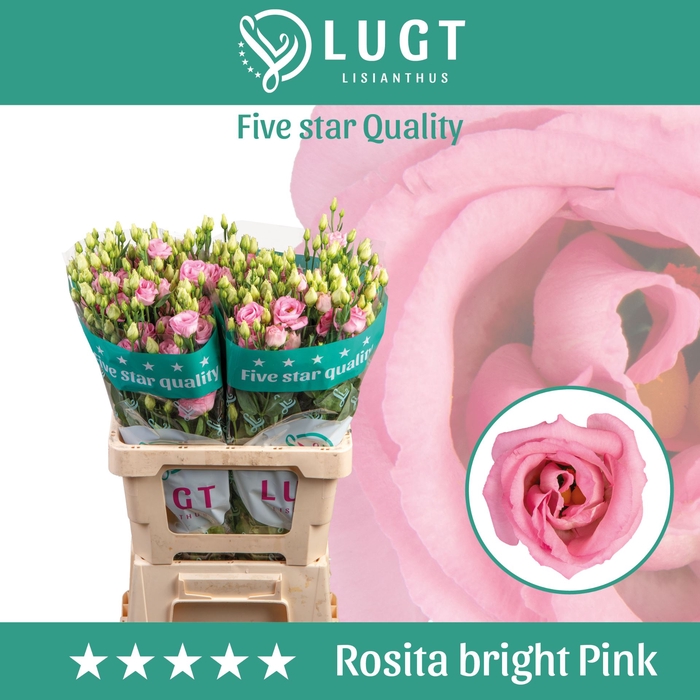 <h4>EUSTOMA RUSS. DU 'ROSITA BRGH PINK'</h4>
