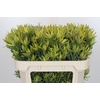 Leucadendron Pisa Spray