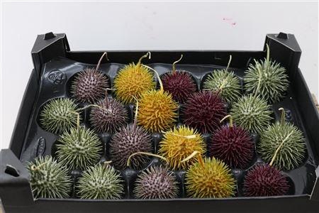 <h4>WAX APPEL H%</h4>