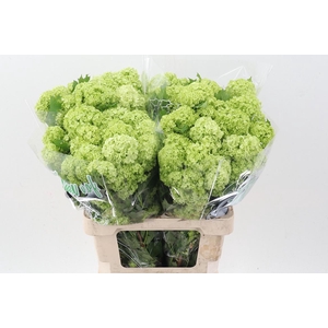 Viburnum Roseum St