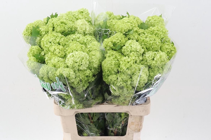 <h4>Viburnum Roseum St</h4>